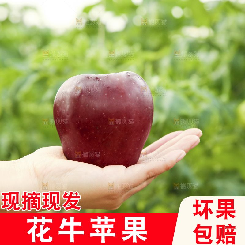 手里拿着花牛苹果
