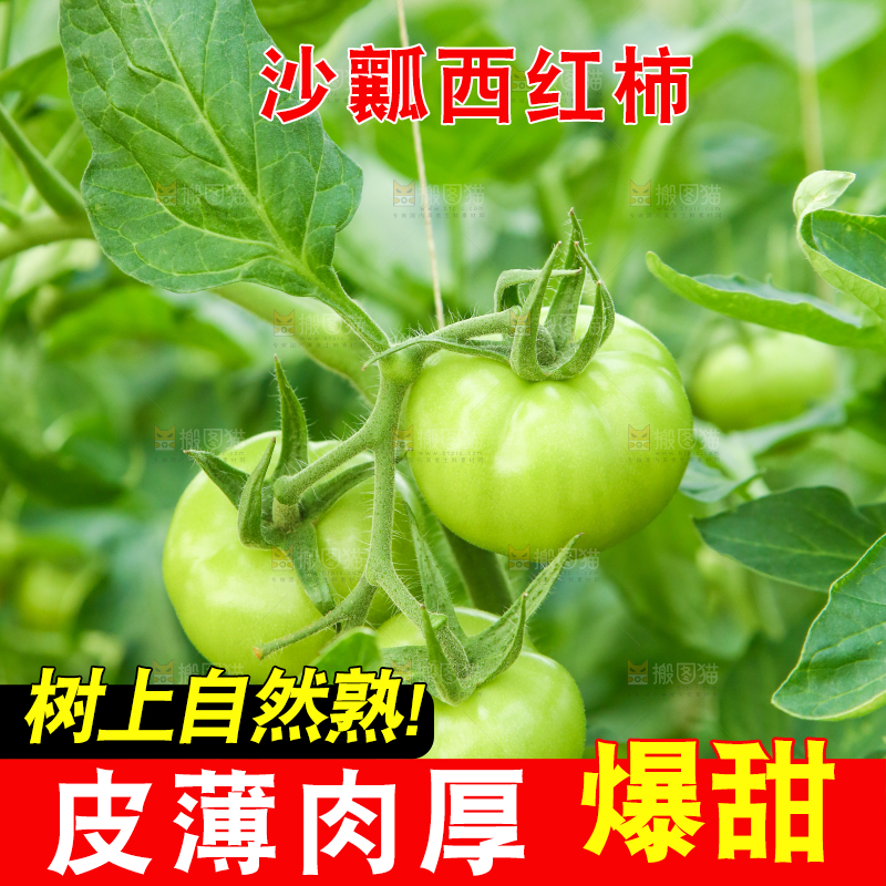 西红柿产地
