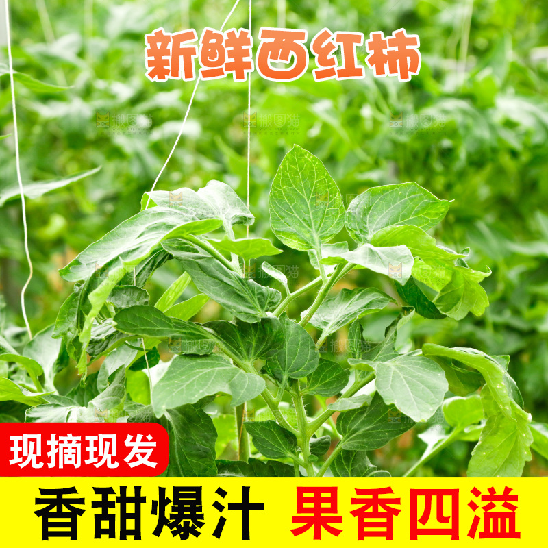 大棚里种着西红柿