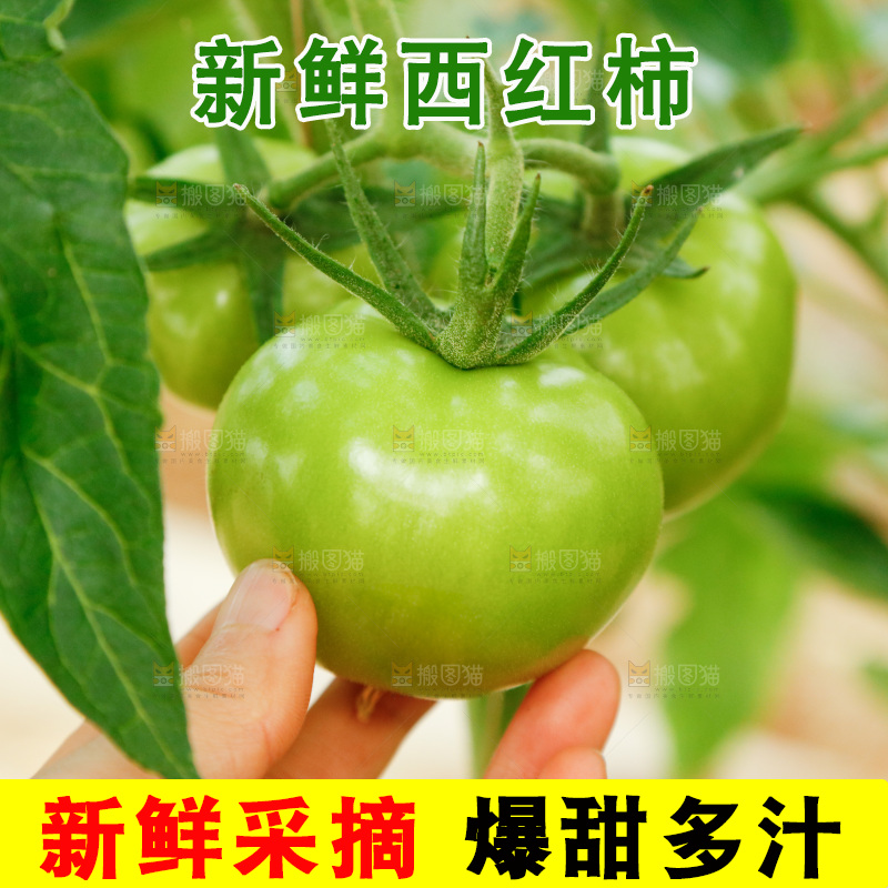大棚里种着西红柿