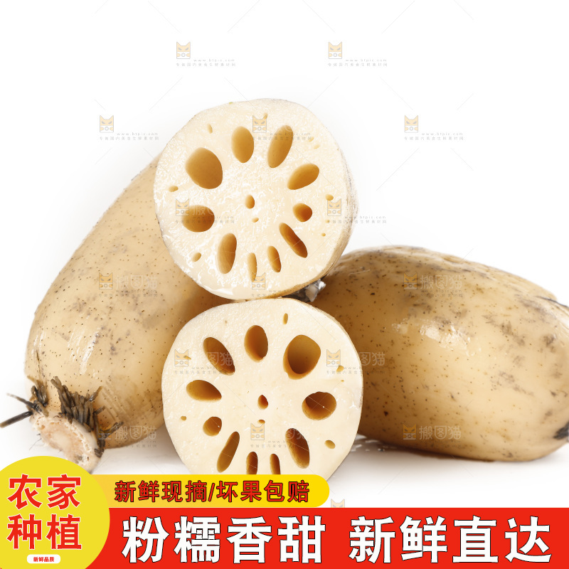 白底上的洪湖莲藕