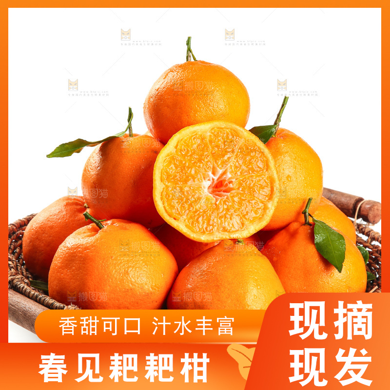 篮子里装着四川春见耙耙柑