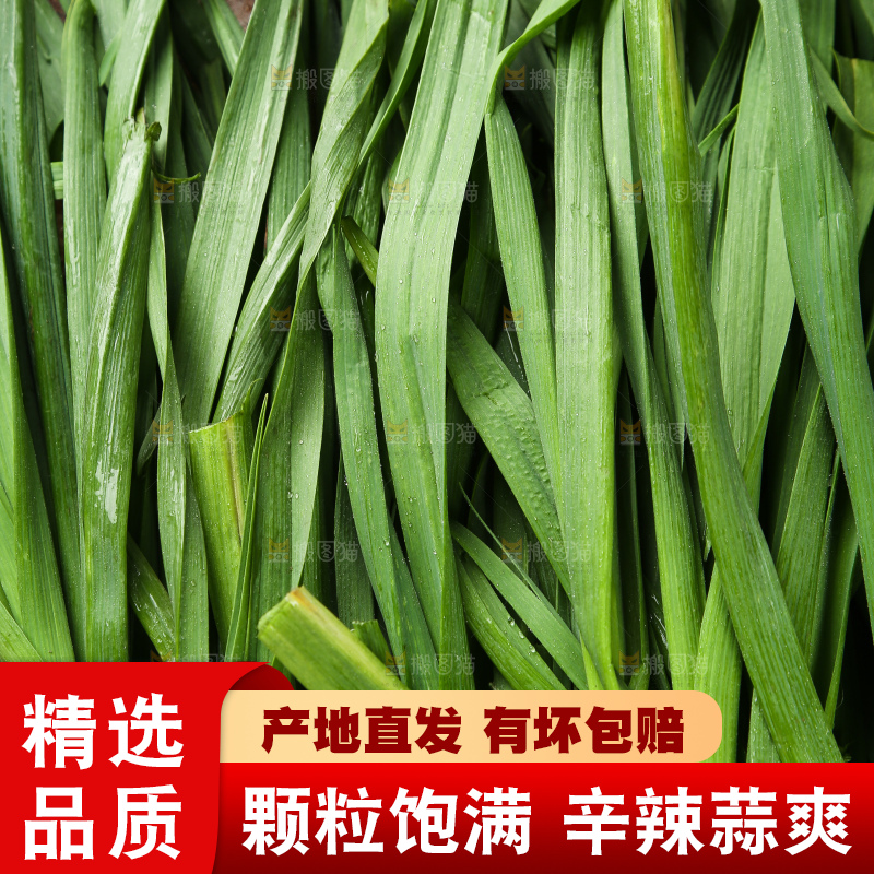 新鲜的大蒜苗叶
