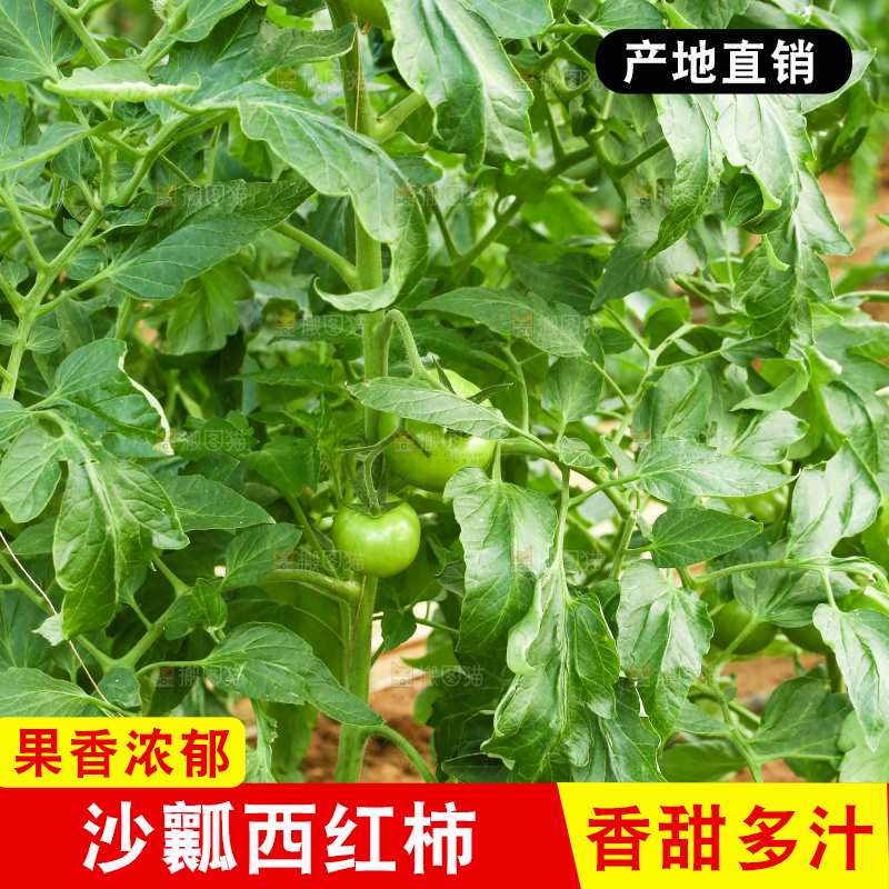 番茄种植基地