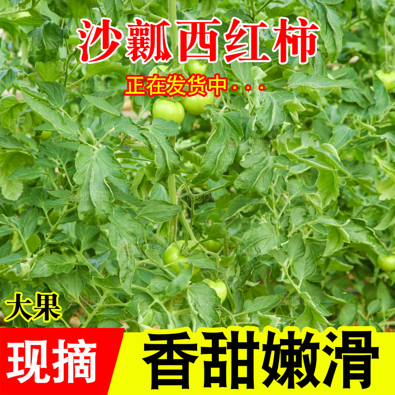 大棚西红柿种植
