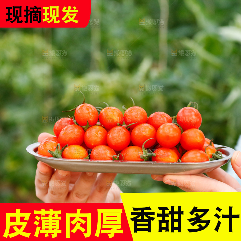 手里端着一盘珠珠小番茄