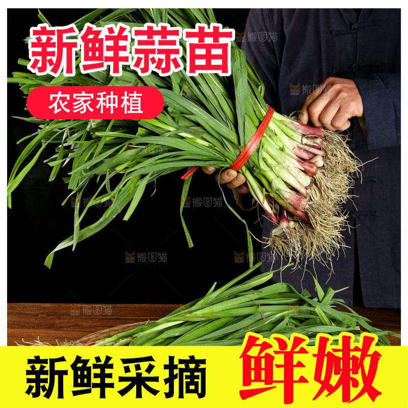 农民手里拿着新鲜蒜苗