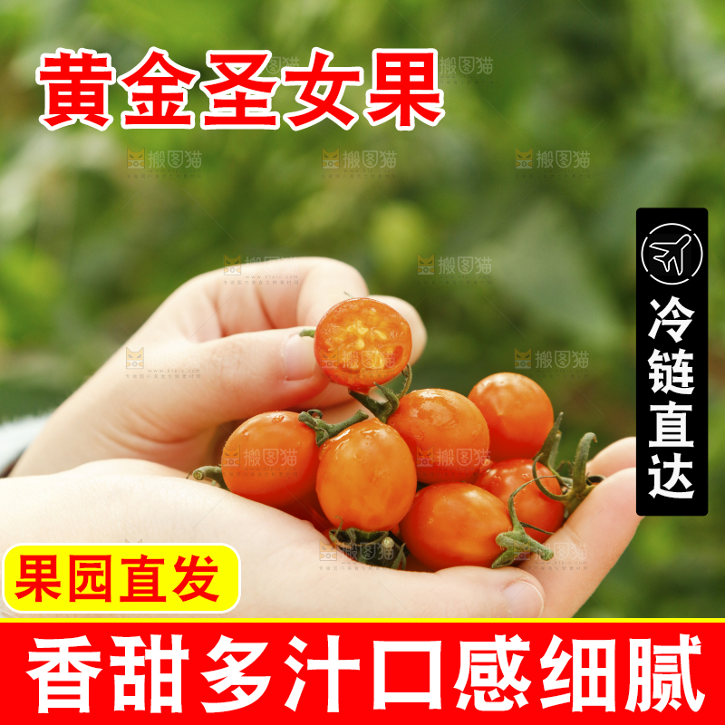 手里捧着黄金小番茄