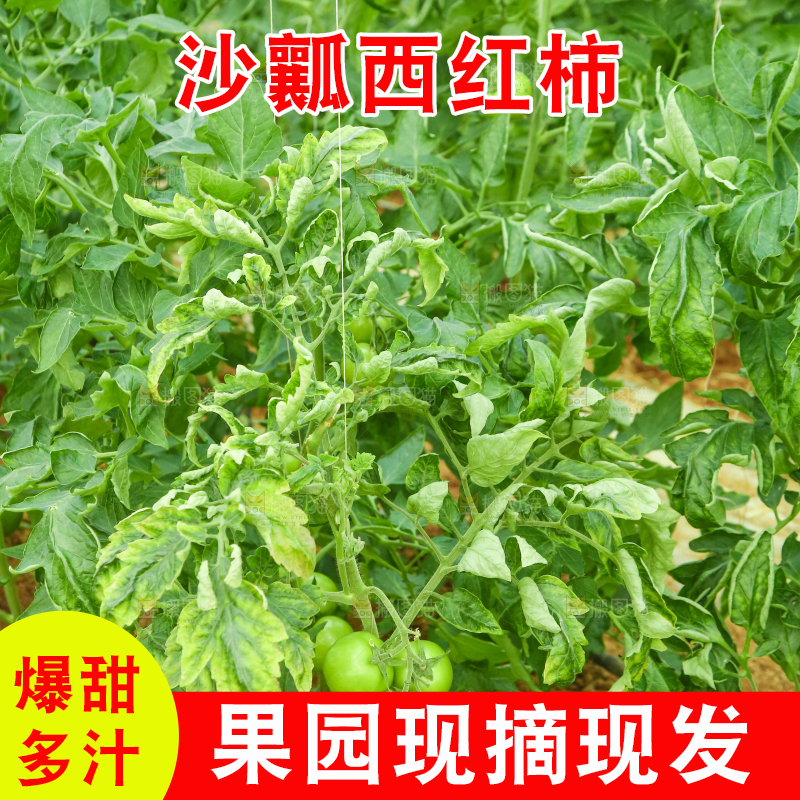 大棚西红柿种植