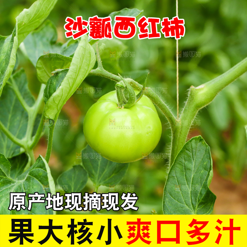 番茄种植基地