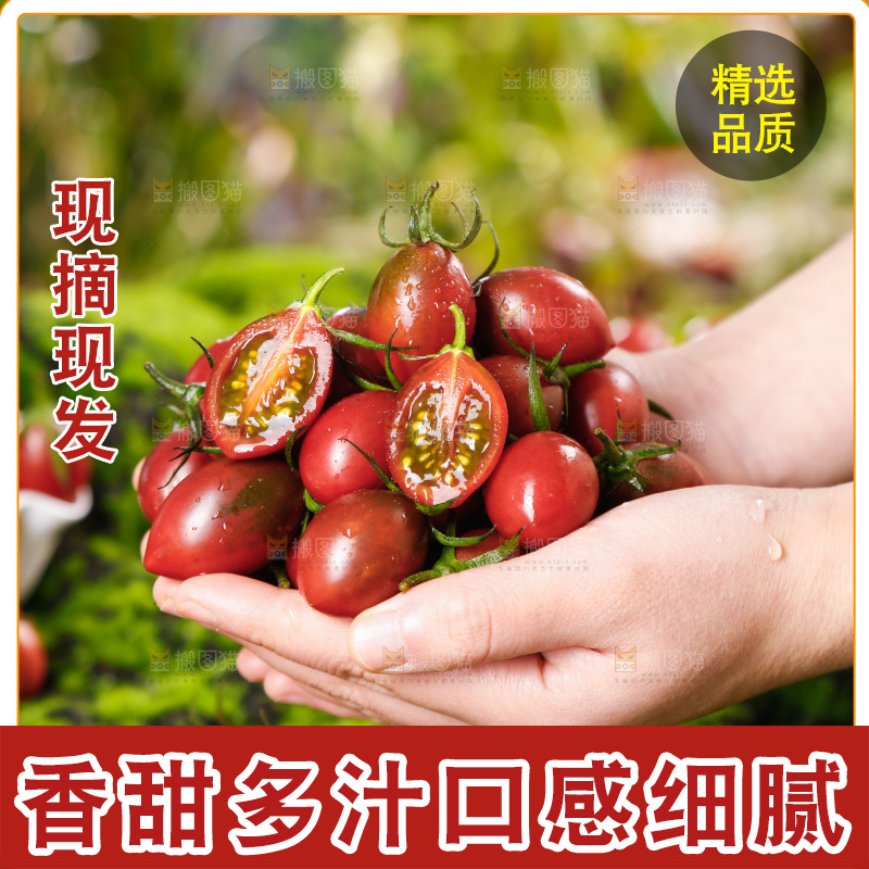 手里捧着珠珠小番茄