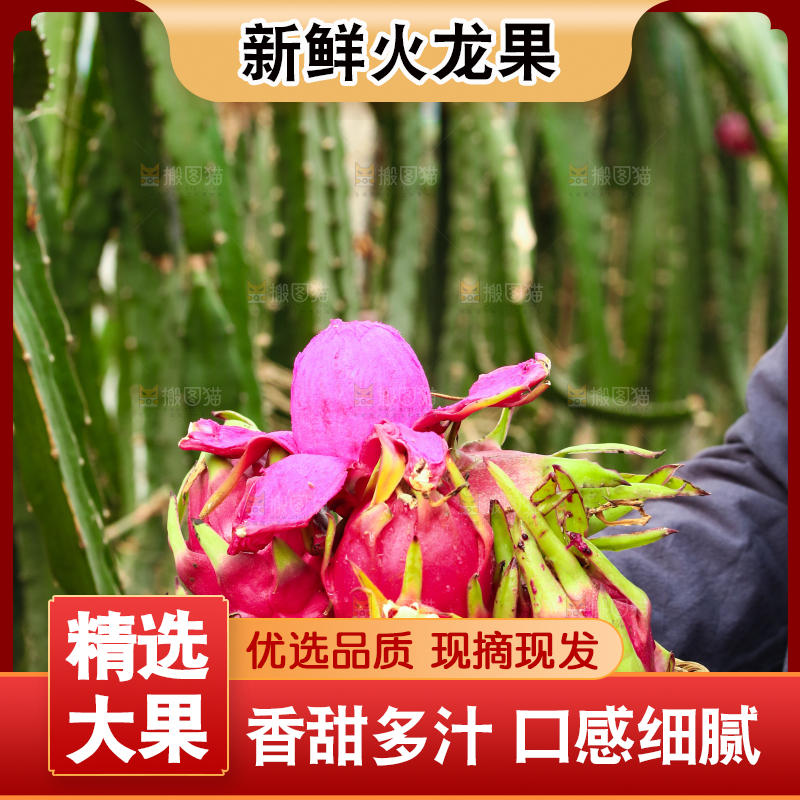手里端着一篮红心火龙果