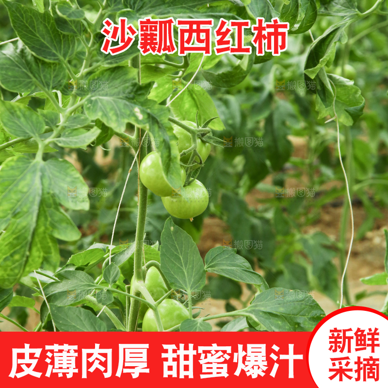 大棚里种着西红柿