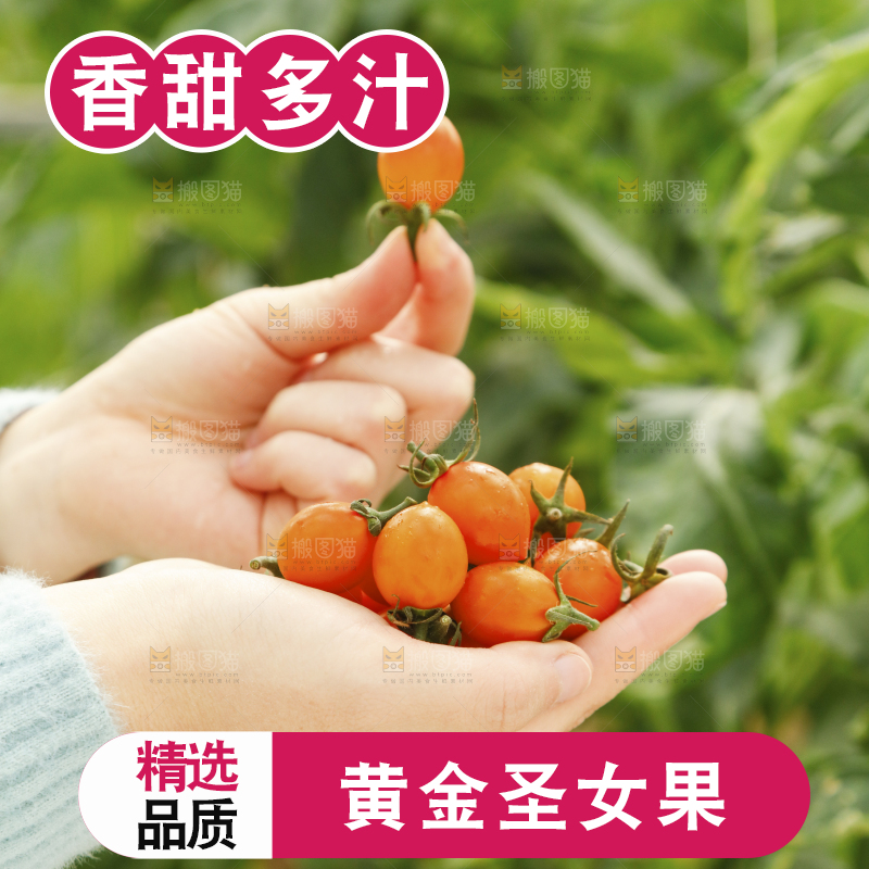 手里捧着黄金小番茄