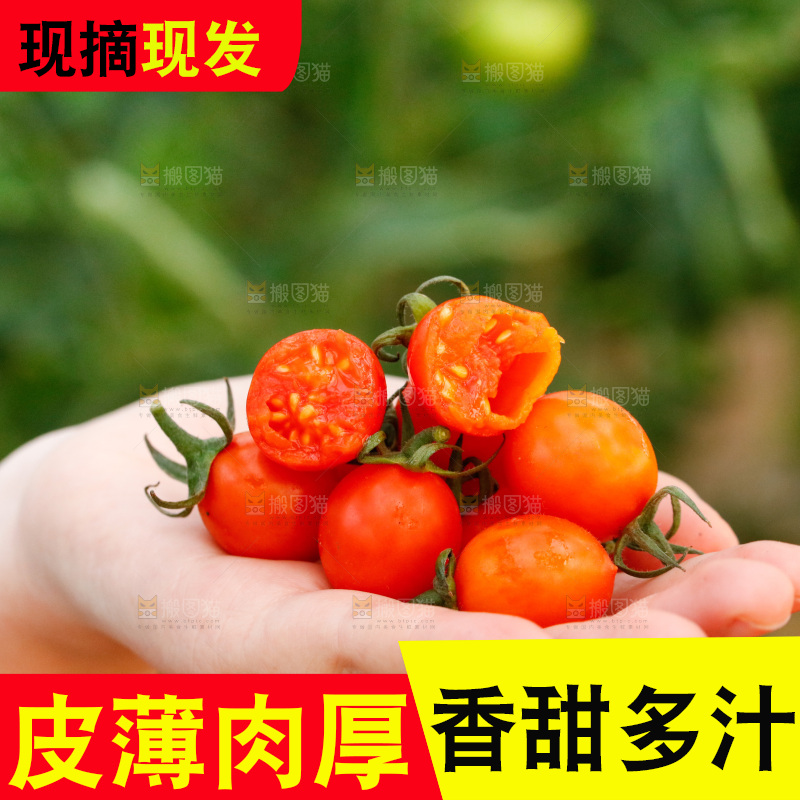 手里拿着新鲜小番茄