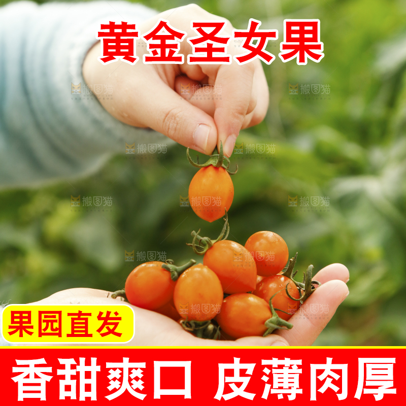手里捧着黄金小番茄