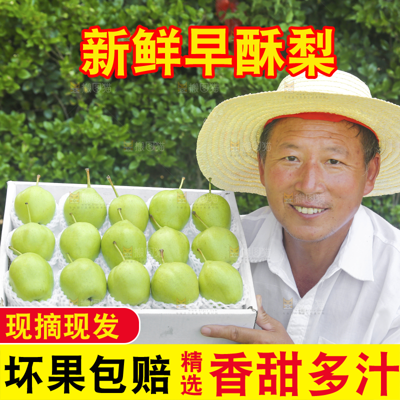 农民手端着一盒早酥梨