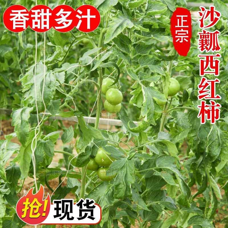 西红柿产地
