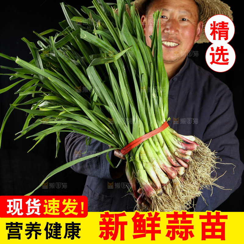 农民手里拿着新鲜蒜苗