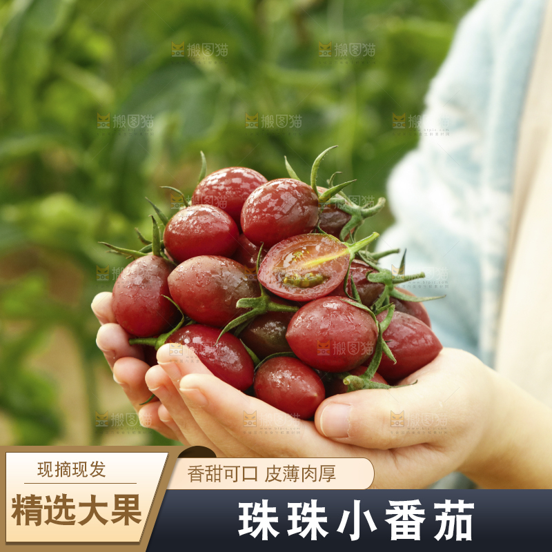 手里捧着紫弹头小番茄