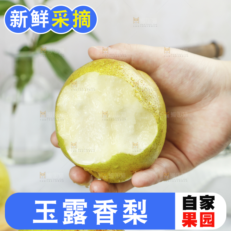 手上拿着的玉露香梨