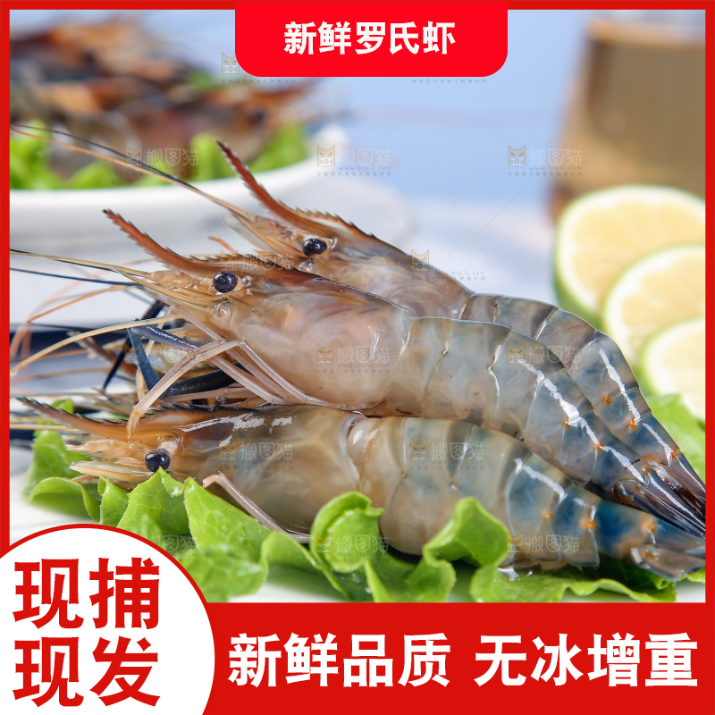 石底上放着罗氏沼虾
