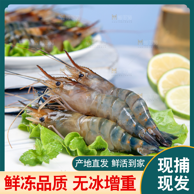 石底上放着罗氏沼虾