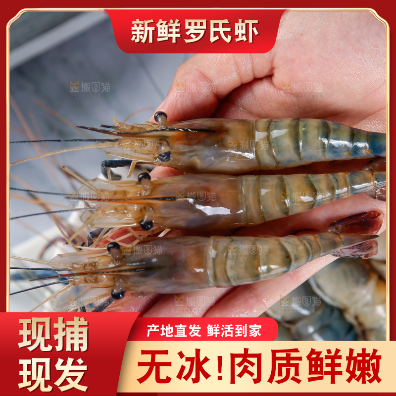 手上拿着罗氏虾