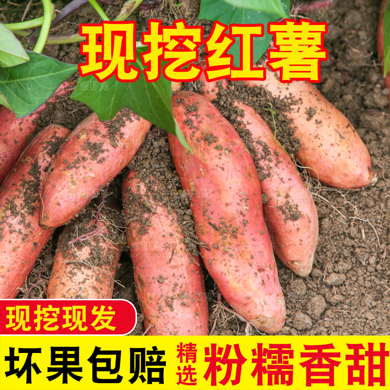 地里现挖红薯