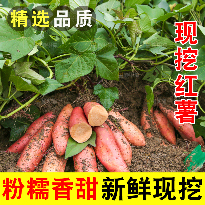 红薯地现挖红薯