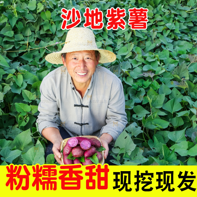 农民手里拿着紫罗兰紫薯