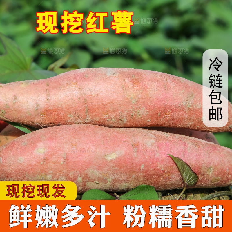 田地里的新鲜红薯