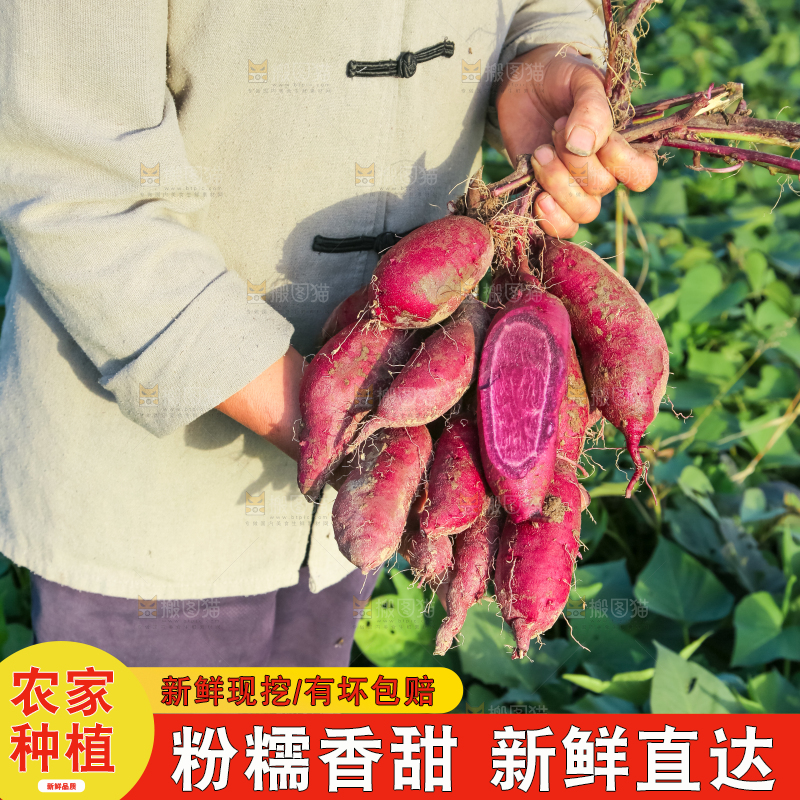 手里拿着一串紫罗兰紫薯