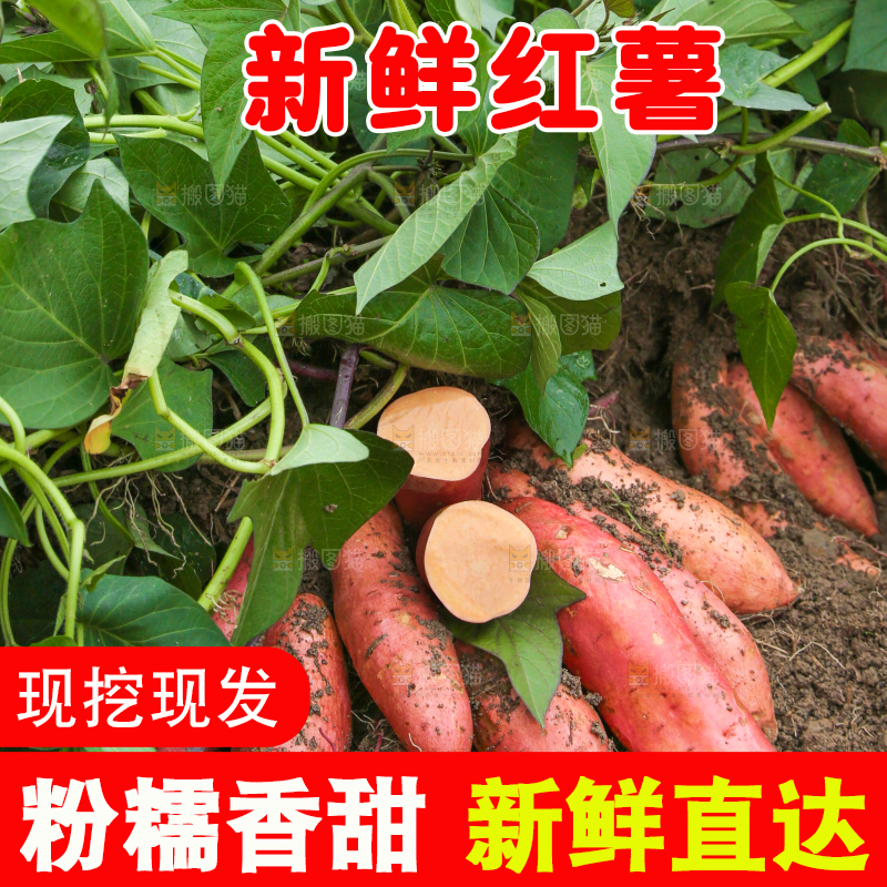 红薯地现挖红薯