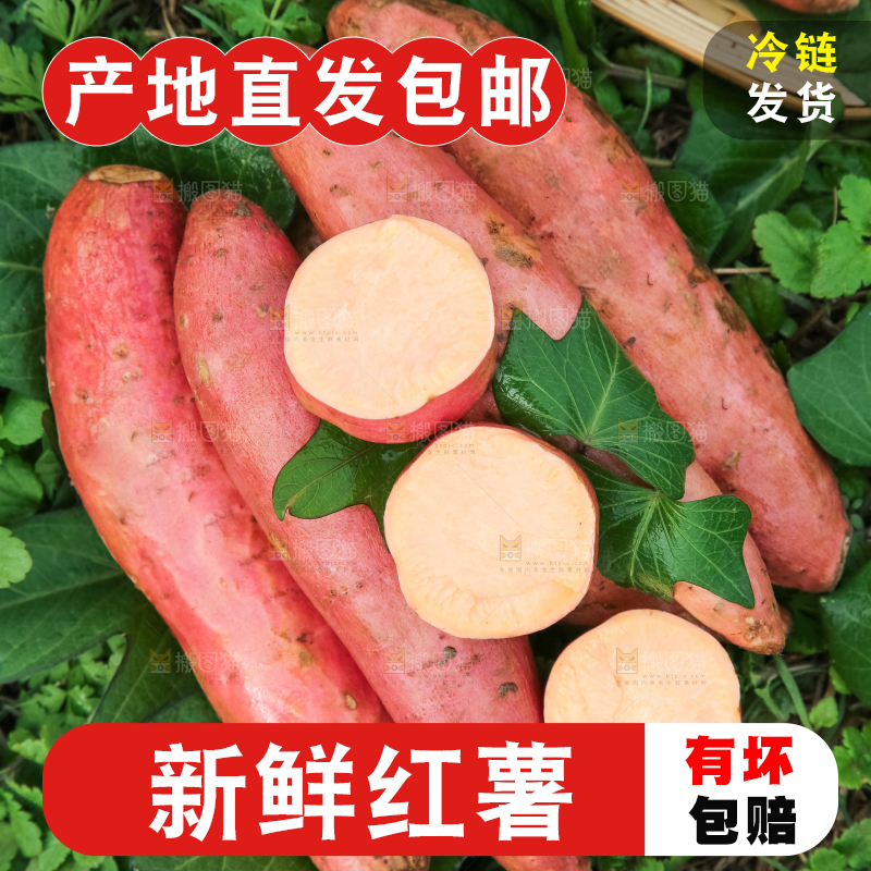 田地里放着切开的黄心红薯