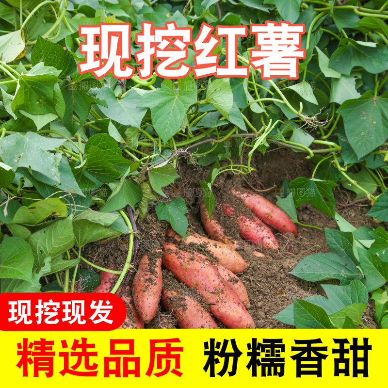 红薯地里的红薯