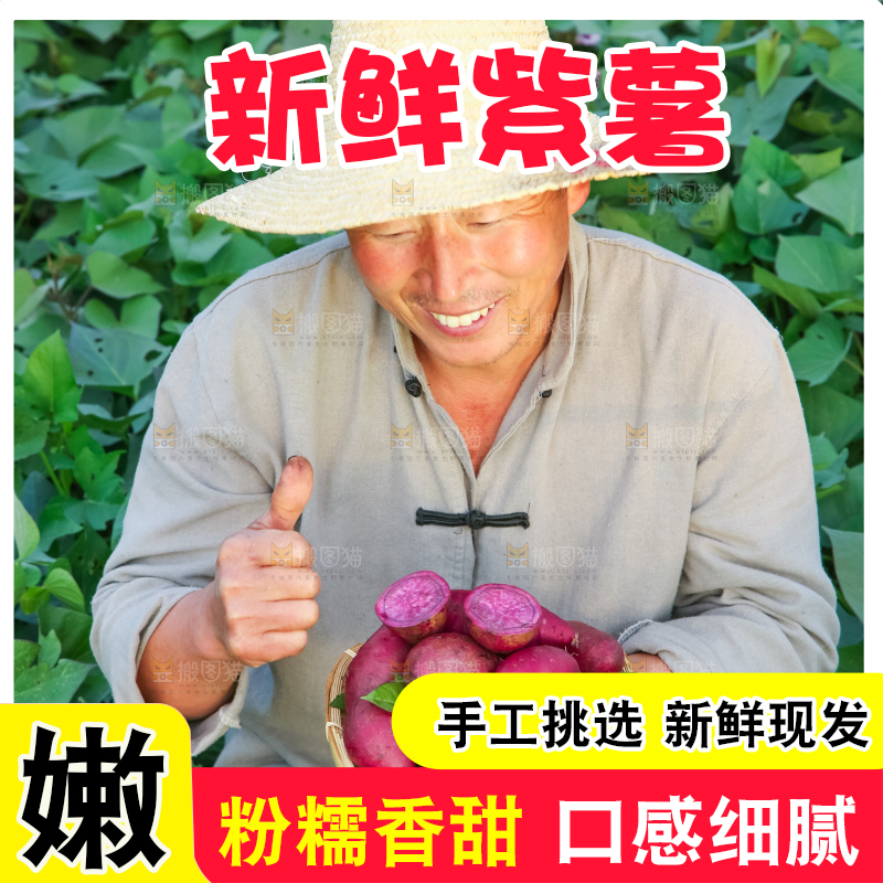 农民手里拿着紫罗兰紫薯
