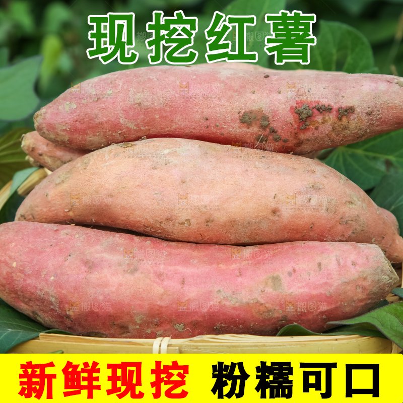 地里放着一盘红薯