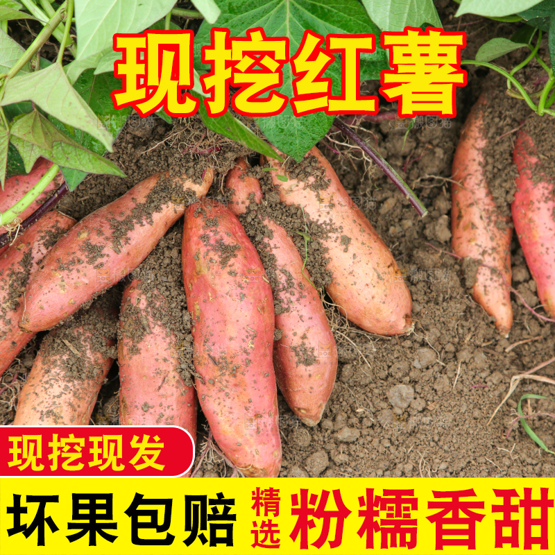 红薯地里的红薯