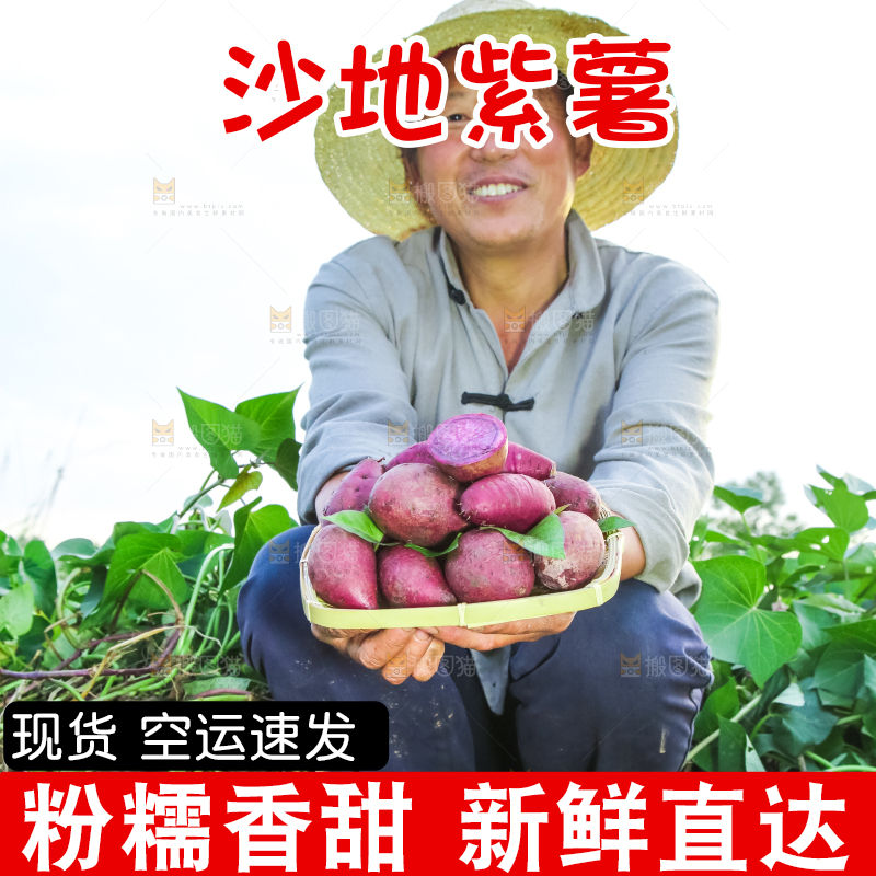 农民手里拿着紫罗兰紫薯