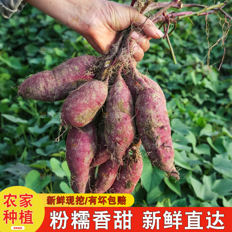手里拿着一串紫薯
