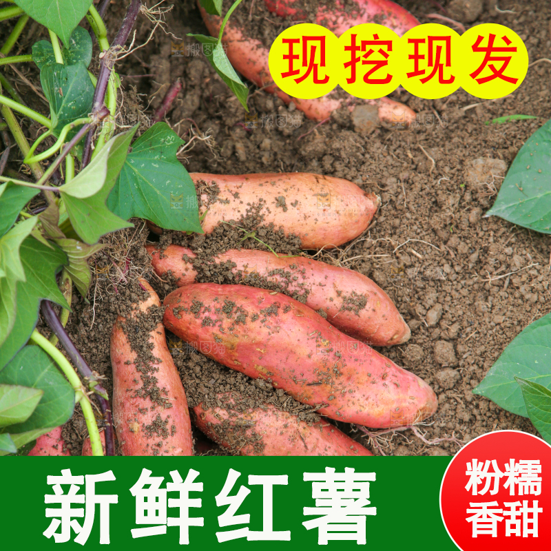 红薯地里的红薯