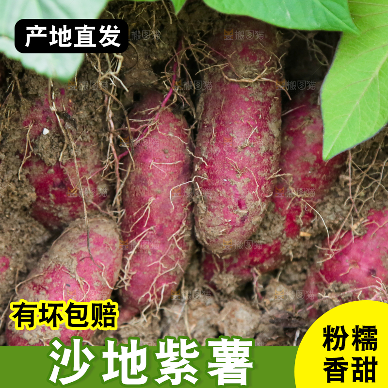 地里现挖紫薯
