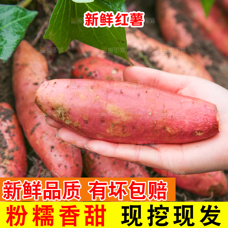 手拿着现挖红薯
