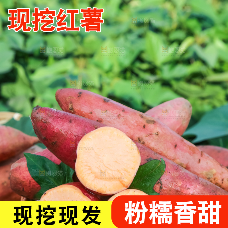 田地里放着切开的黄心红薯