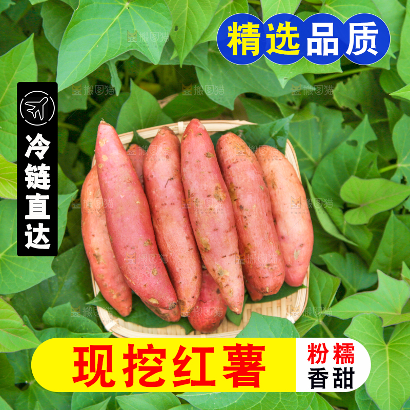 红薯地里的一篮红薯
