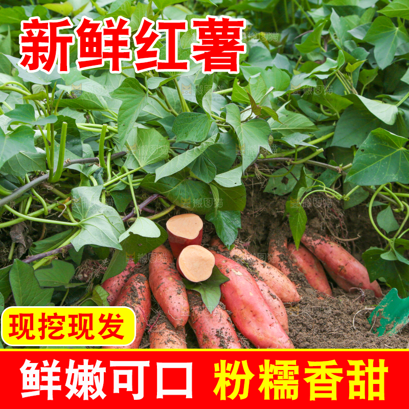 红薯地现挖红薯