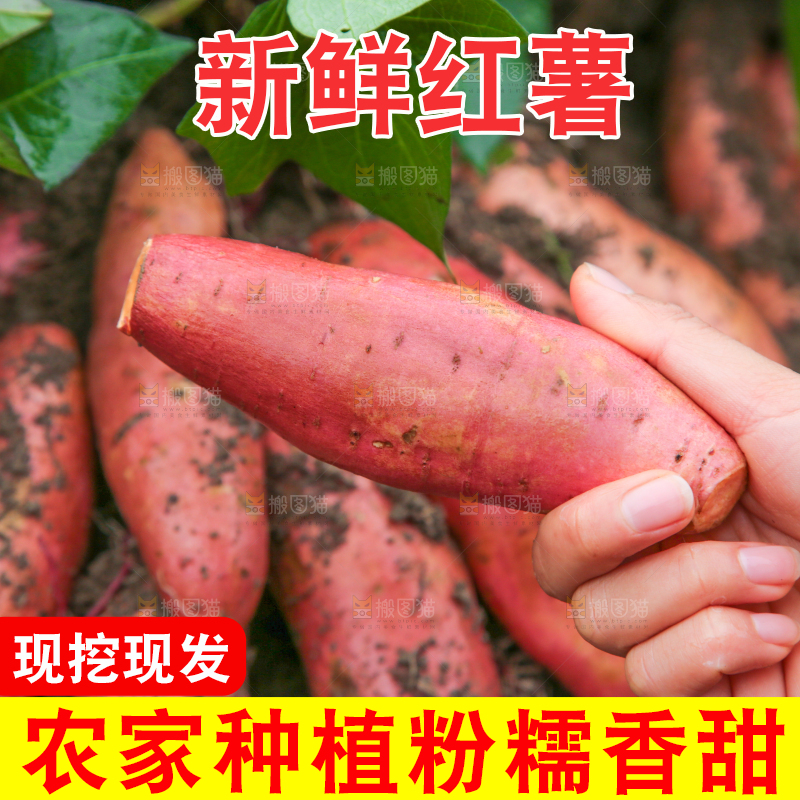 手拿着现挖红薯