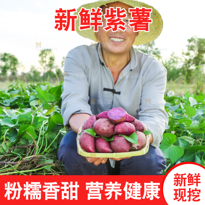 农民手里拿着紫罗兰紫薯