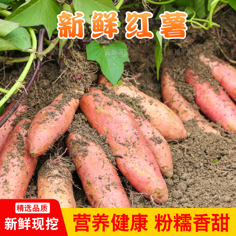 红薯地里的红薯